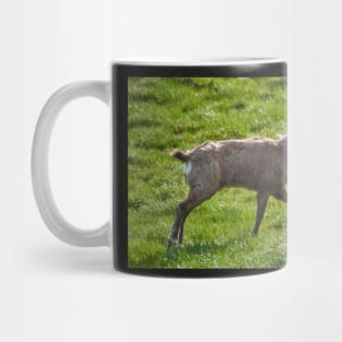 A male mountain goat in the early summer on a pasture Mug